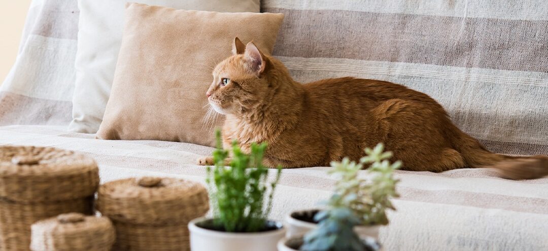 Discover Pet Friendly Living at Broadacre Apartments