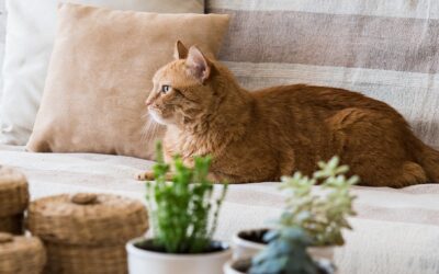 Discover Pet Friendly Living at Broadacre Apartments